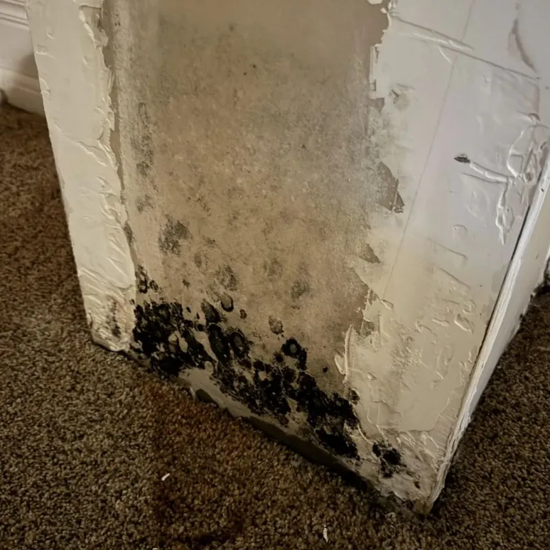 Professional Mold Removal in Lincoln, AL